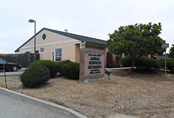 Watsonville Shelter