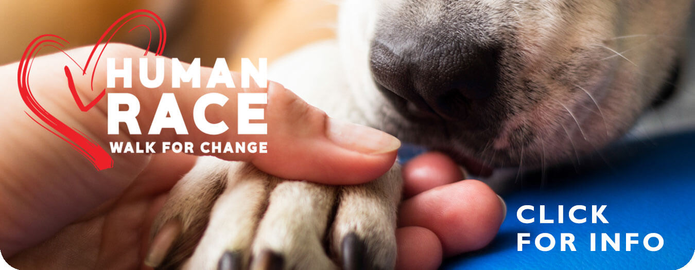 Santa Cruz County Animal Shelter Helping Santa Cruz County Animals In   SlideshowBanner HumanRace 2019.TNY  